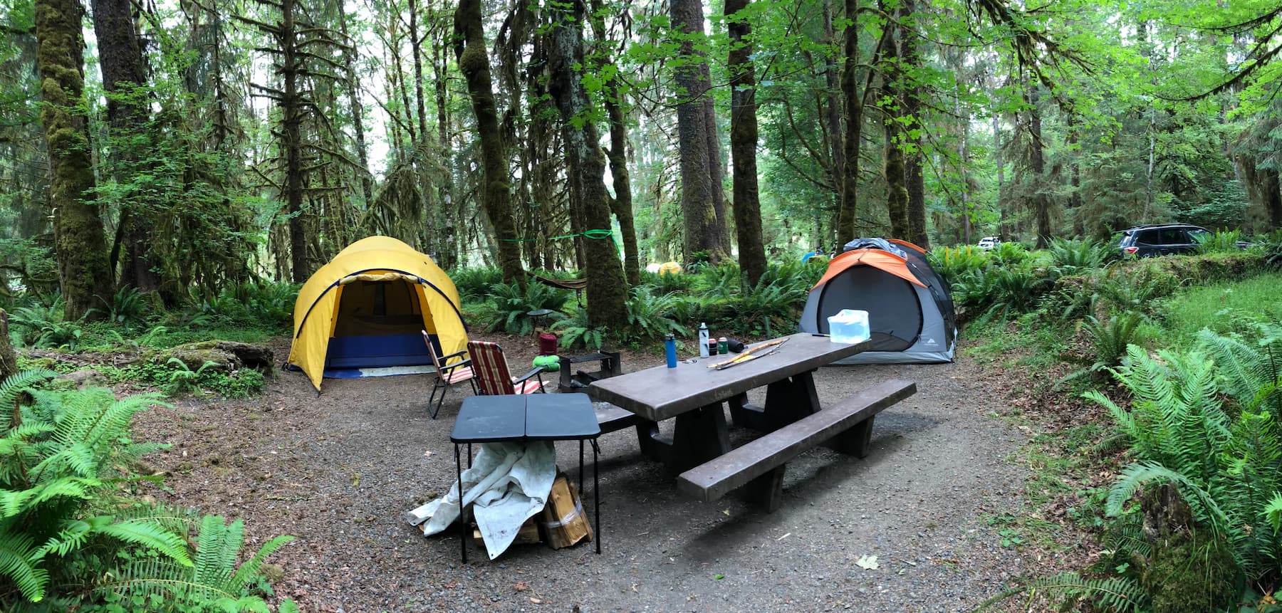 Two tents pitched beside a picnic table in a lush pacific northwest forest covered in moss and ferns in the Hoh National Rainforest.