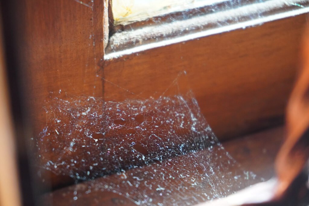 5 Ways To Get Rid Of Spiderwebs In Your RV