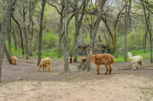 Similar to other livestock species, alpacas thrive in herds. Although social, intelligent, and curious, they do not make good pets.