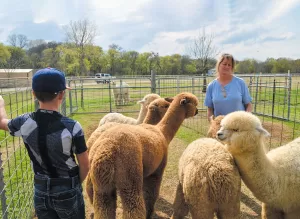 The ranch's award-winning huacaya alpacas are the stars of the show.