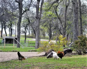 Chickens, guinea hens, turkeys, ducks, horses, and dogs also call the ranch home.