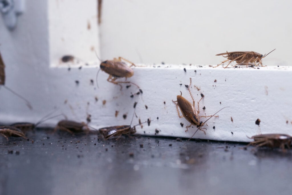 How To Get Rid Of Roaches In An RV