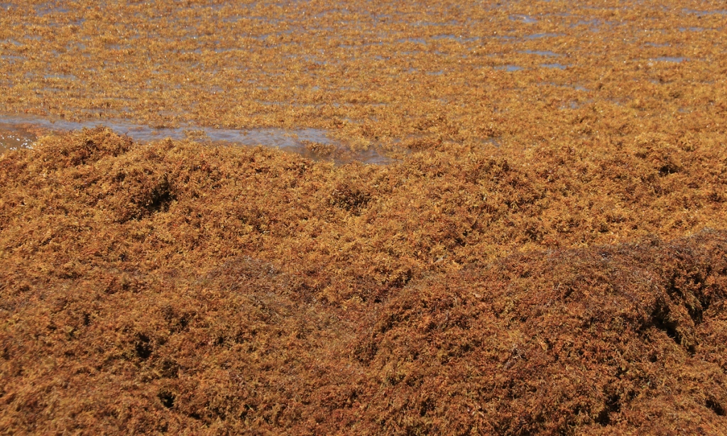 5,000-Mile-Wide Seaweed Blob Headed for Florida Beaches