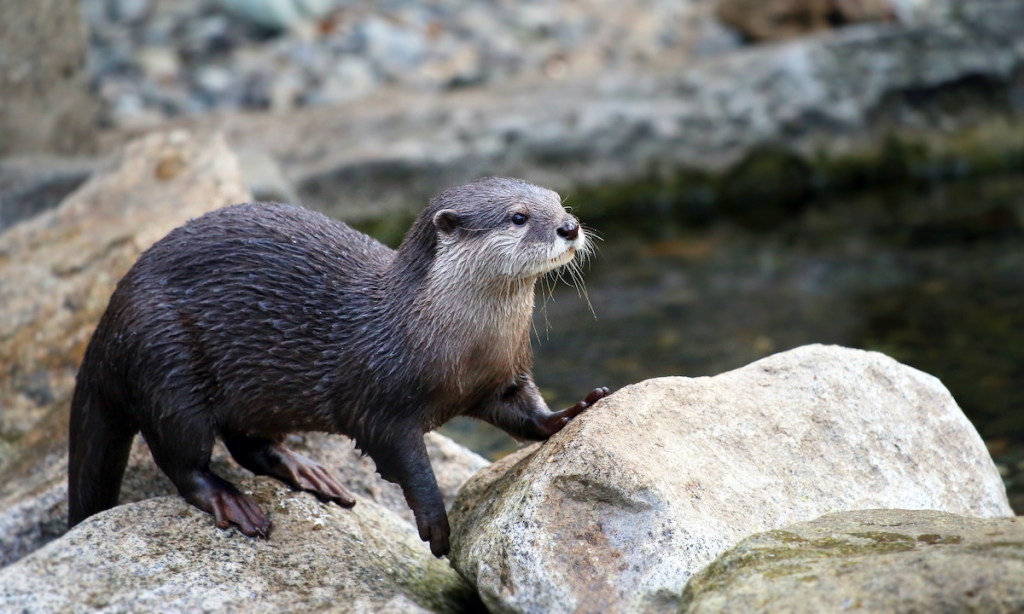 California Sea Otters Are Dying. Your Cat’s Poop Could Be to Blame.