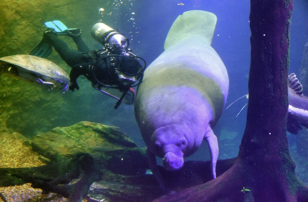 A manatee and diver at the Dallas World Aquarium