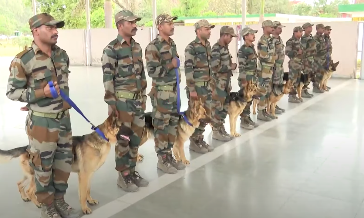 India is Training German Shepherds to Protect Endangered Cheetahs