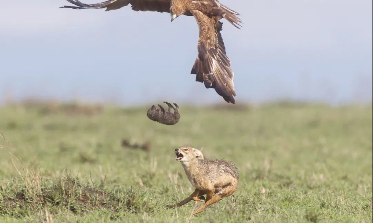 Mom of the Year: Jackal Forces Eagle to Drop Her Pup 