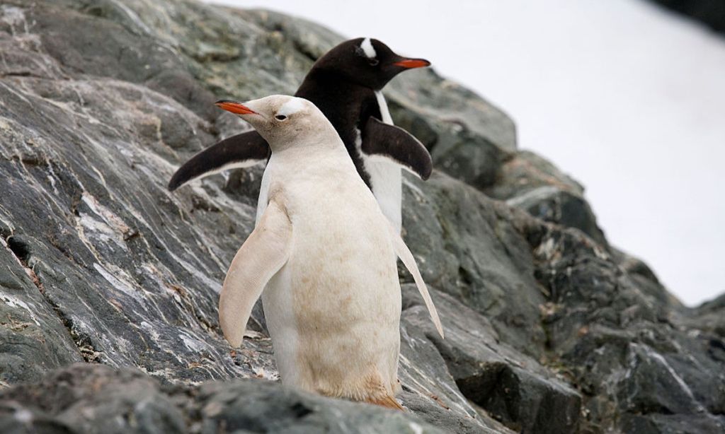 A Rare Blonde Penguin Was Spotted in Antarctica. The Photos Are Bizarre.