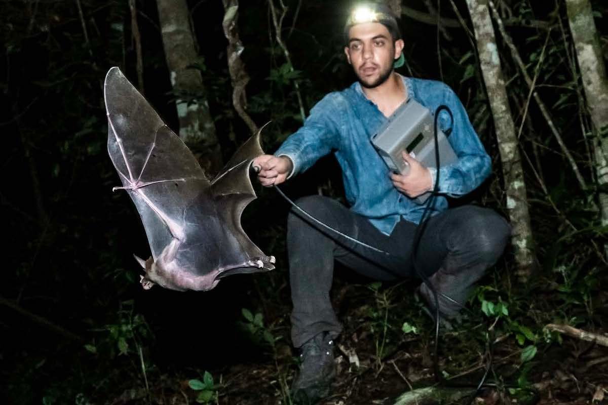 Bat Signals: 5 Takeaways From The First-Ever ‘State of Bats’ Report