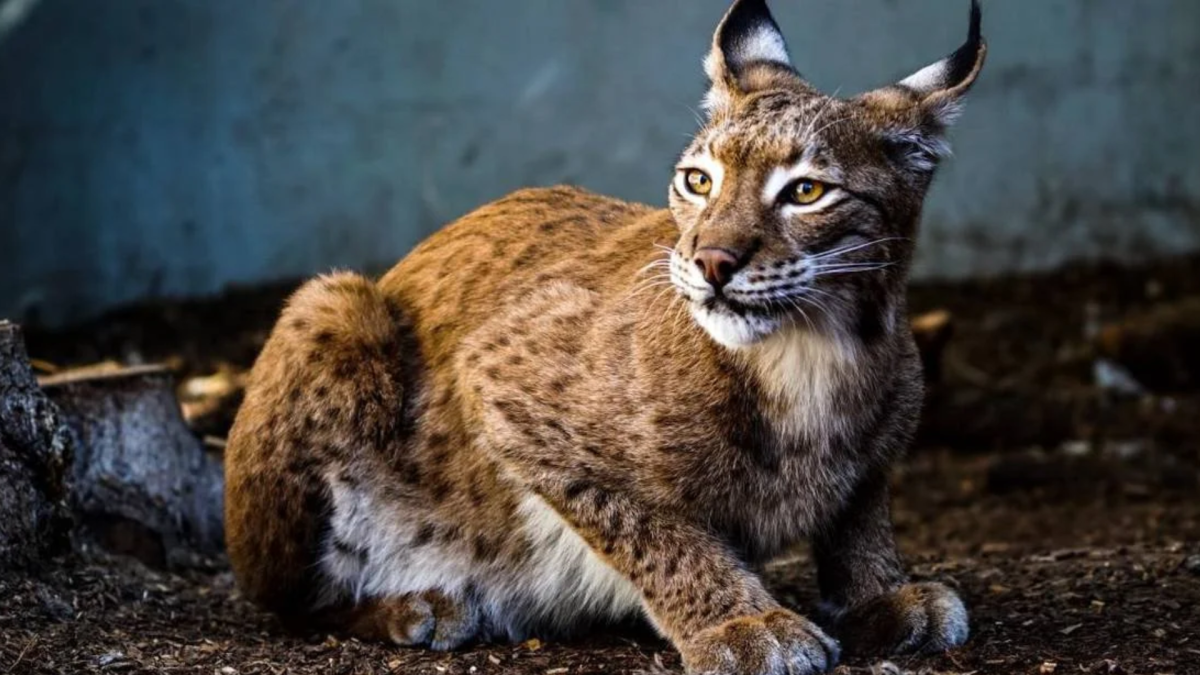 Could Lynx Save Scotland’s Last Ice Age Trees?