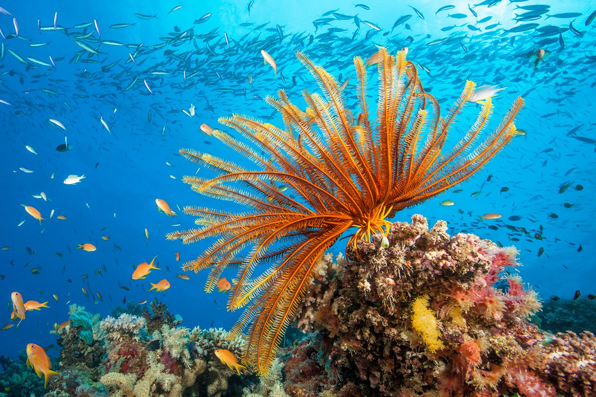 Feather Stars: Meet Your New Favorite Sea Creature