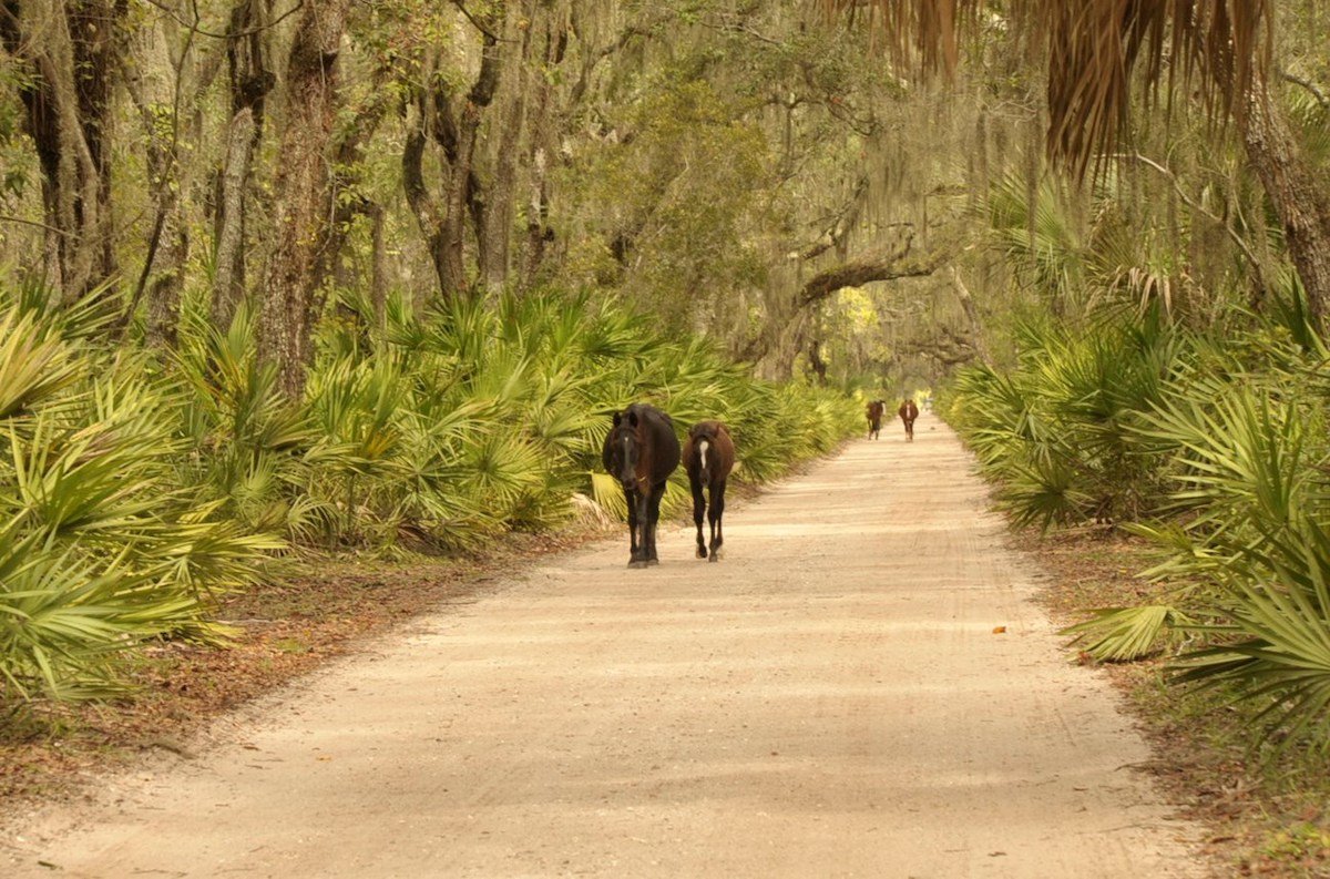 Feral Horses Sue Feds Over Neglect