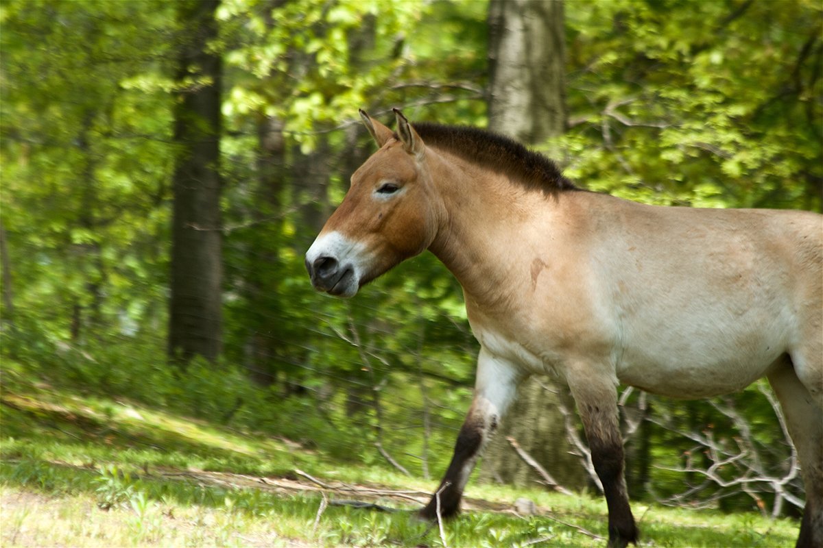 How A Newborn Foal Is Giving Scientists Hope For The Future Of ‘The Last Wild Horse’