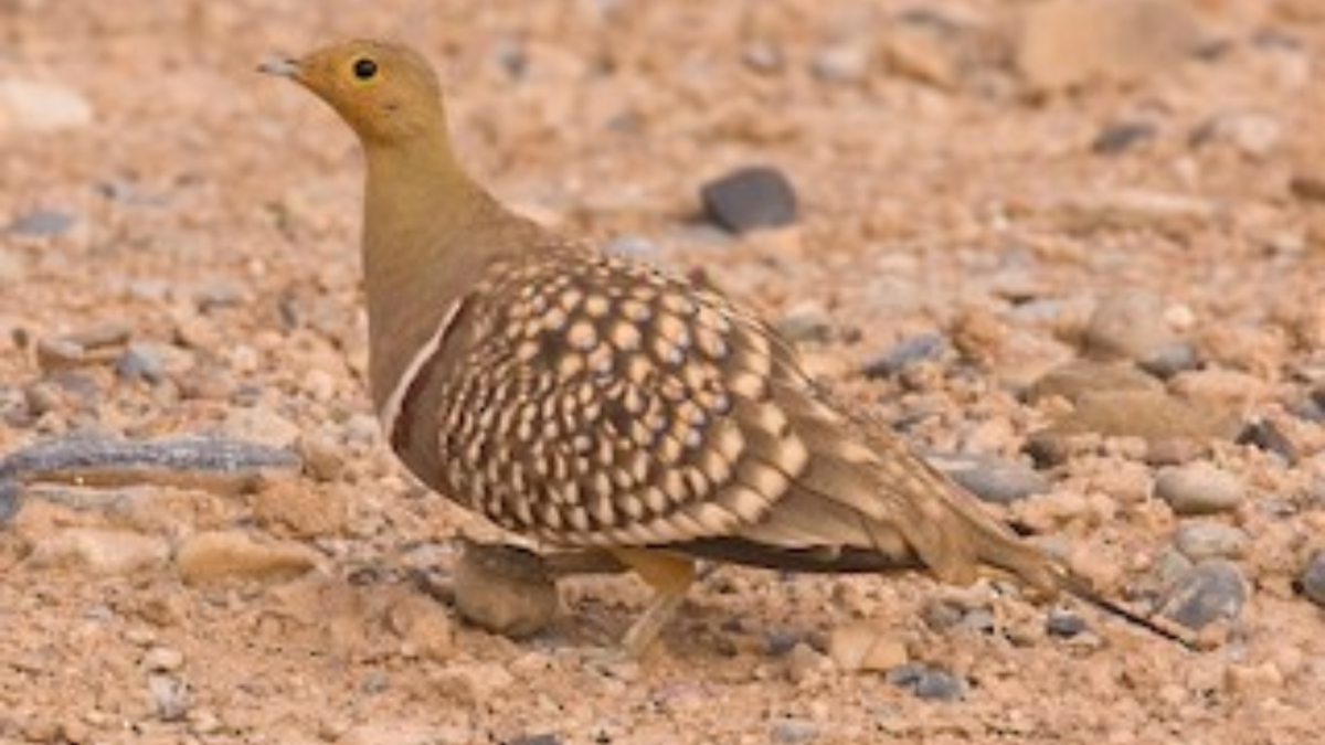 How This Bird Carries Water Could Change the Way We Run