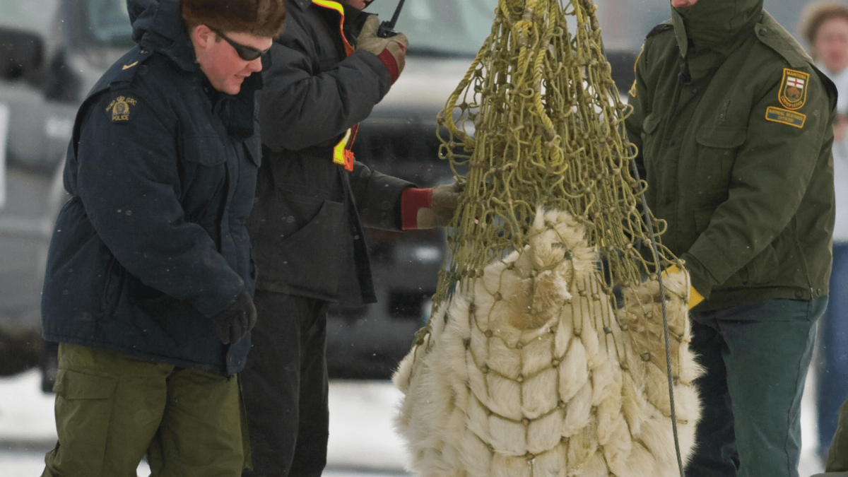 Inside Canada’s Polar Bear Prison