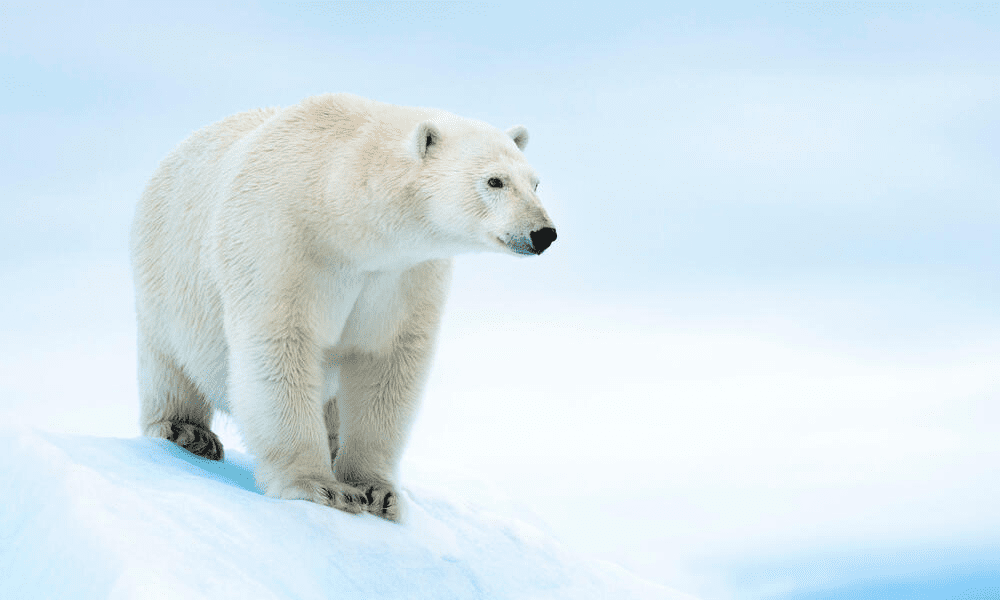 New Synthetic Polar Bear Fur Could Improve Winter Coats