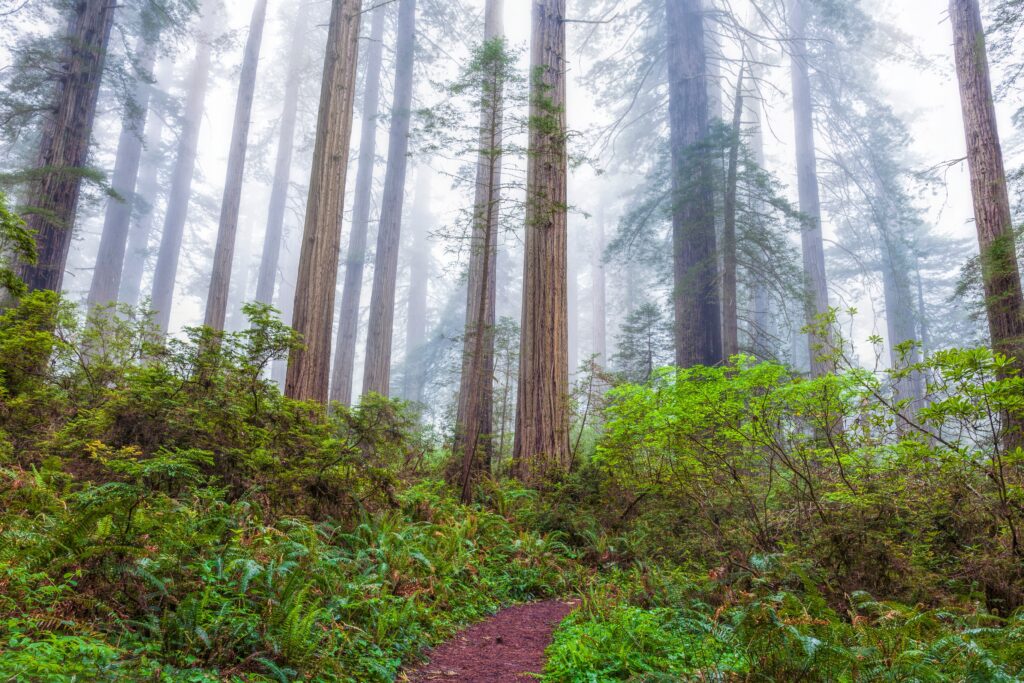 misty national parks 