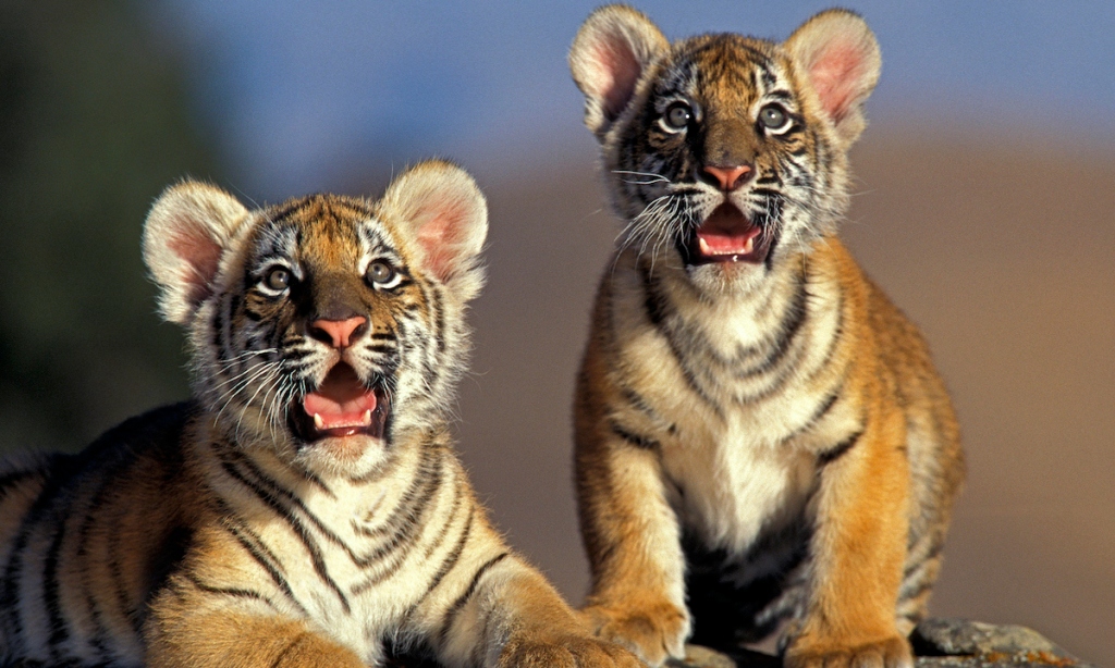 These Tiny Tiger Cubs Are In Training to Be Released Into the Wild