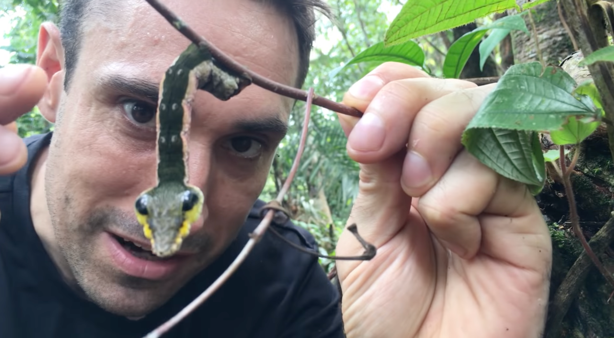 This Adorable Caterpillar Turns Into A Pit Viper When Threatened