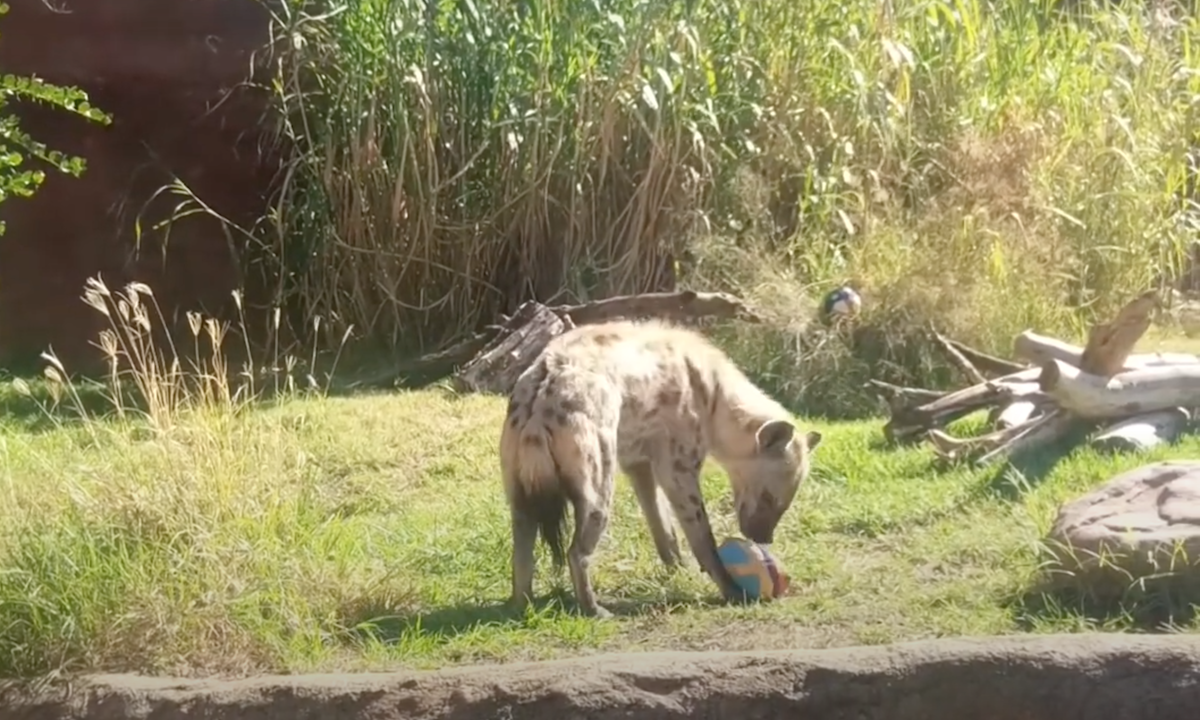 WATCH: Adorable Zoo Animals Hunt for Easter Eggs