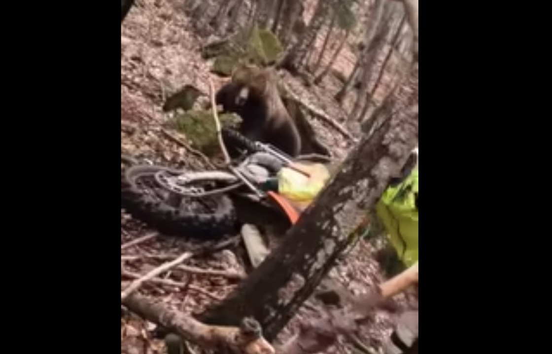 WATCH: Horrifying Video of a Bear Attacking Dirt Biker