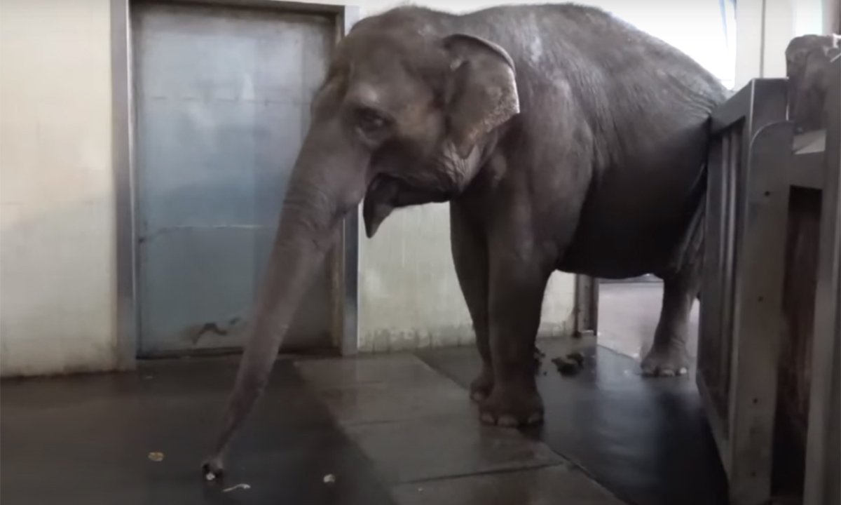 Watch: This Elephant Has Figured Out How to Peel Bananas