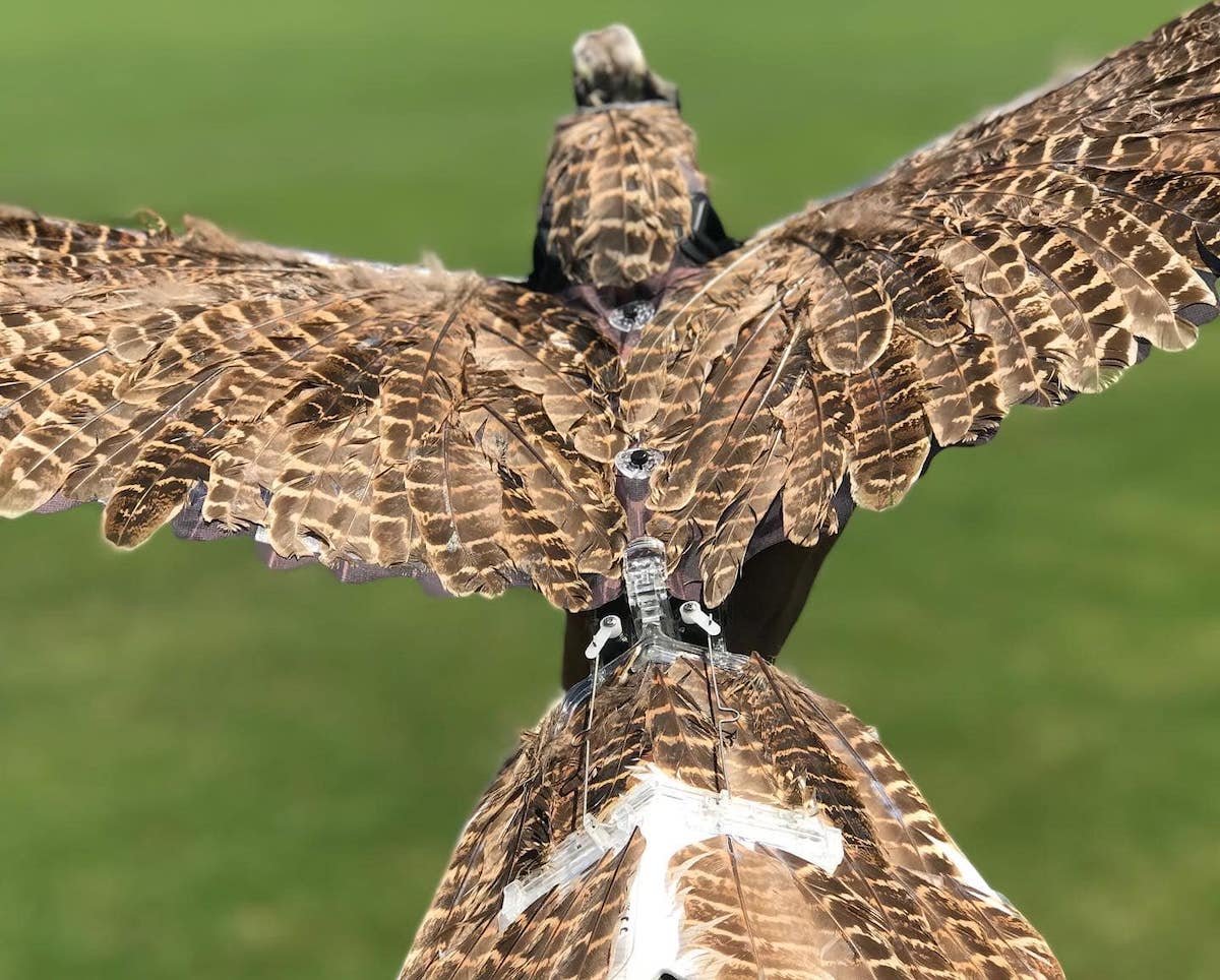 Why Taxidermy Birds Are Being Turned Into Drones