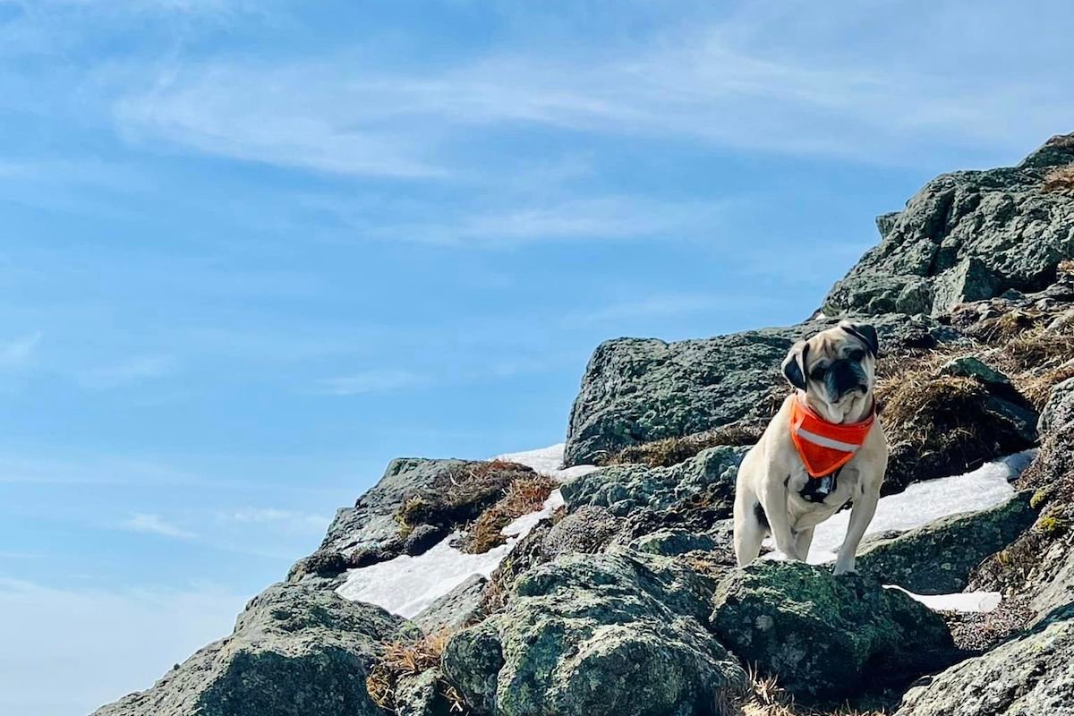 Woof The Pug Hikes All 48 Mountains in New Hampshire