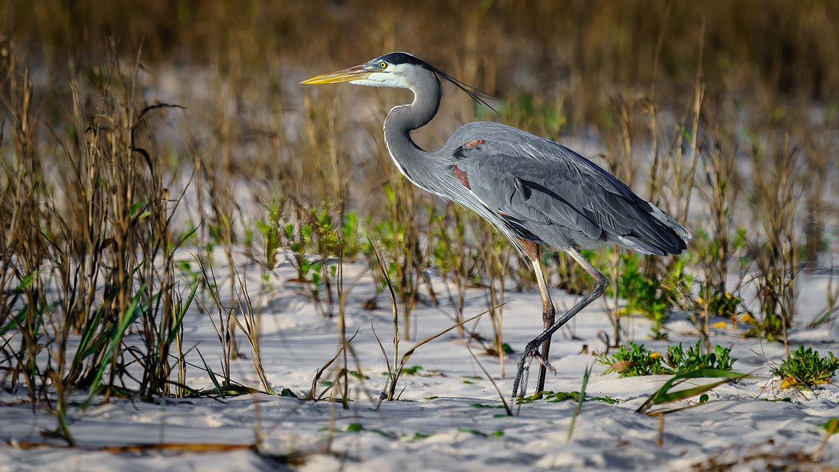 best-beach-tent-camping-spots-in-florida