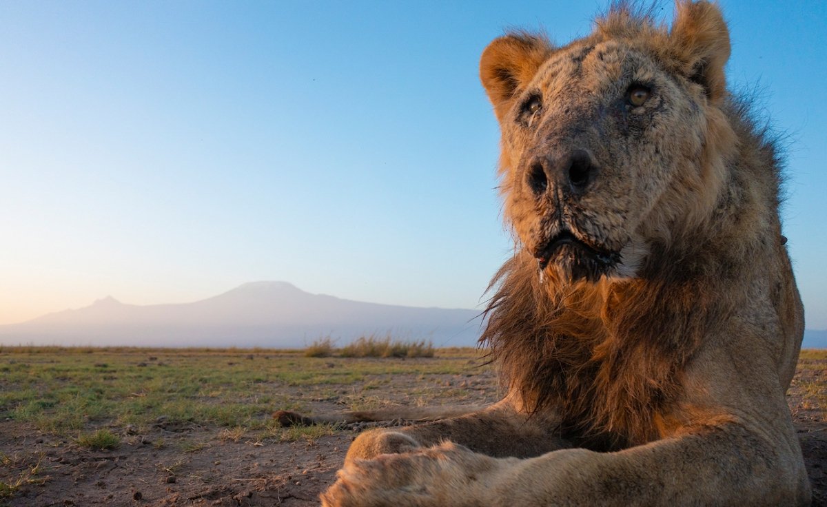 10 Lions Killed, Including Africa’s Oldest, Amid Increasing Human-Wildlife Conflicts