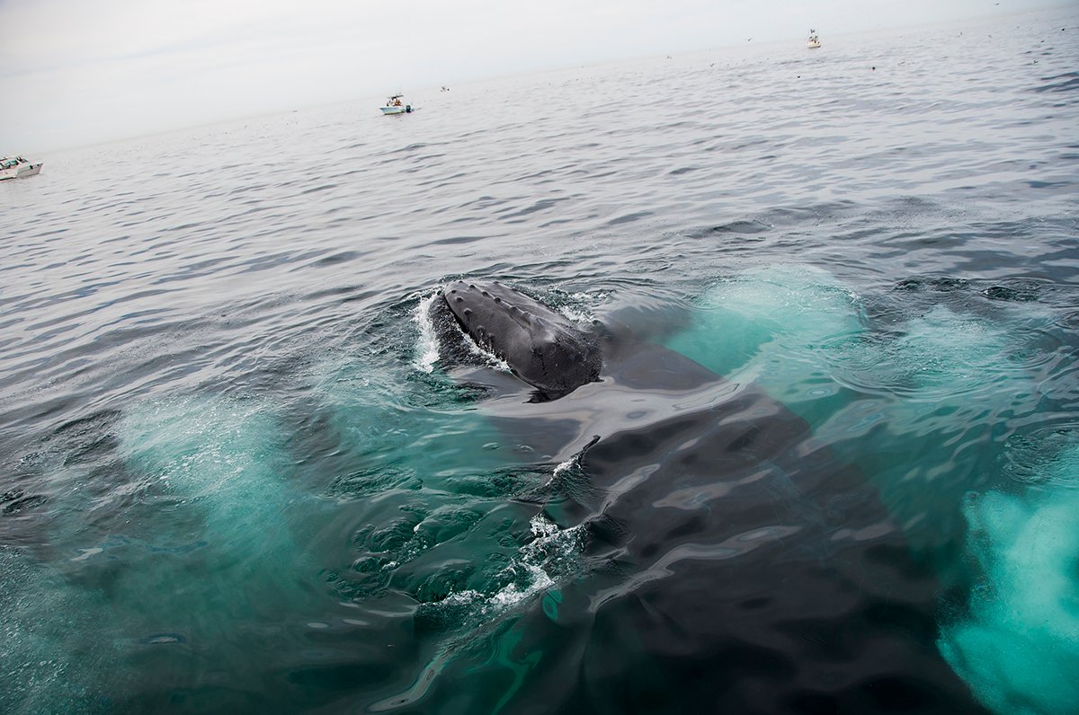 best-whale-watching-spots-north-america