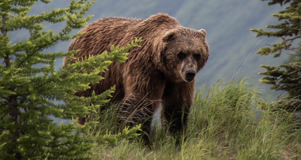 7 Bear Safety Tips You Need To Know