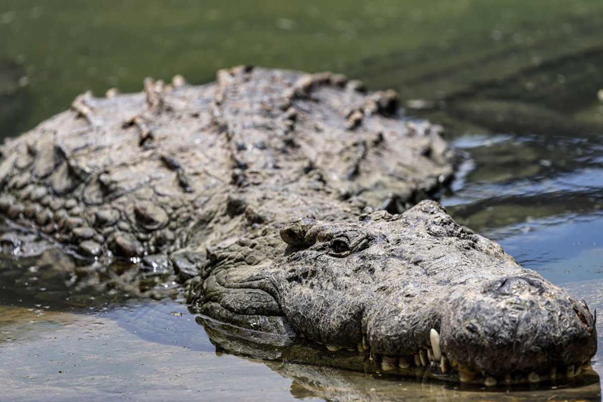 how-bear-grylls-survives-crocodile-attacks