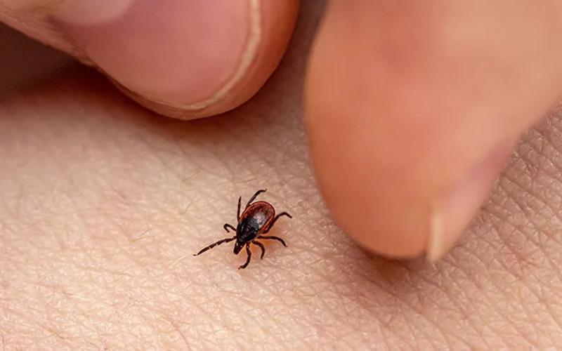 Can Ticks Bite Through Clothing?