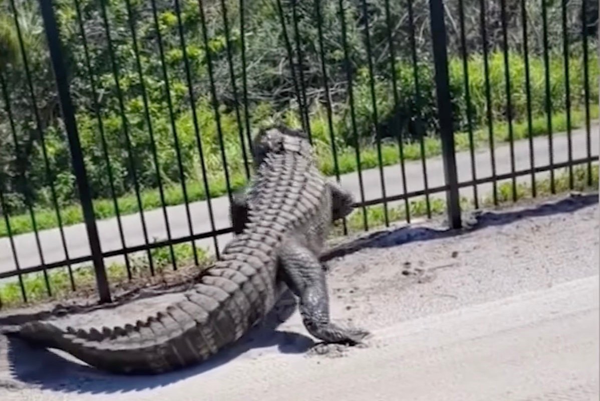 Fence No Match for Gator, But Was It a Fair Fight?