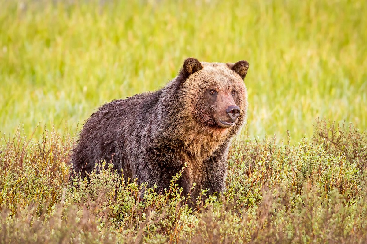‘He Wasn’t Hit by a Car’: Grizzly Bear Killed Near Yellowstone