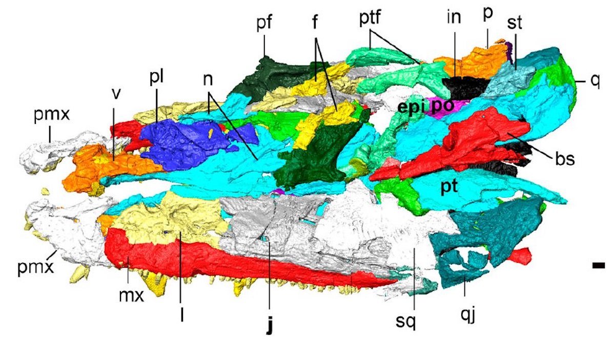 How Scientists Rebuilt a 300-Million-Year-Old Scottish Swamp Monster From Shattered Fossils