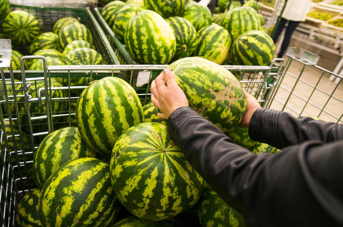 How To Pick the Best Watermelon in 3 Easy Steps