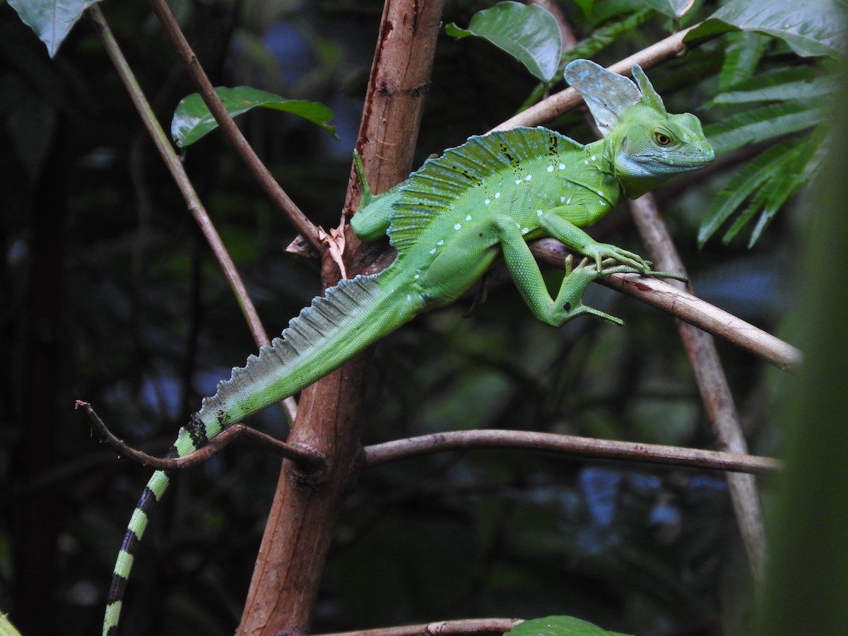 plumed basilisk