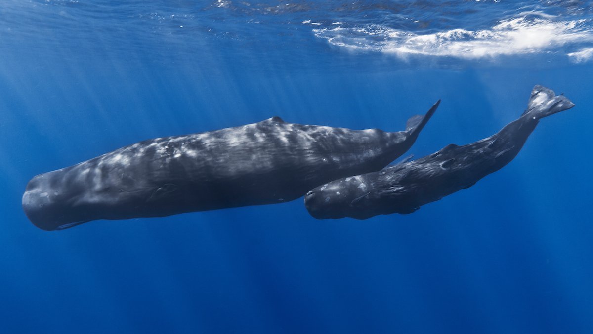 Sailors Arrested for Smuggling Whale Vomit Worth $2 Million