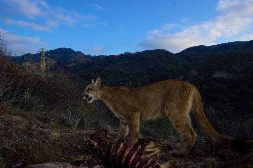 The ‘Demons’ of the Southwest: What to Do If You Encounter a Mountain Lion