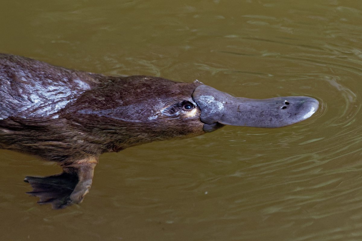 The World’s Strangest Mammal Returns To Australia’s Royal National Park