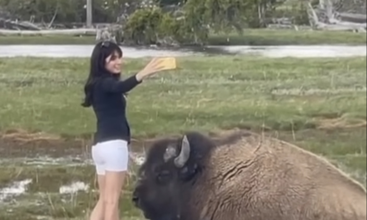 Tourist at Yellowstone Risks Death by Bison for Selfie