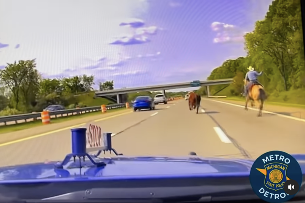 Watch Cowboys Wrangle Two-Ton Steer on Busy Detroit Highway
