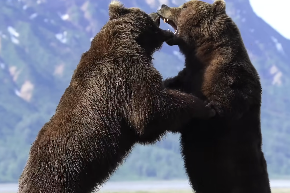 Watch the ‘Most Awesome Bear Fight Ever Recorded’