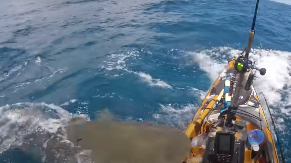 Watch: This Kayaker Gets a Frightening Surprise From A Tiger Shark While Fishing