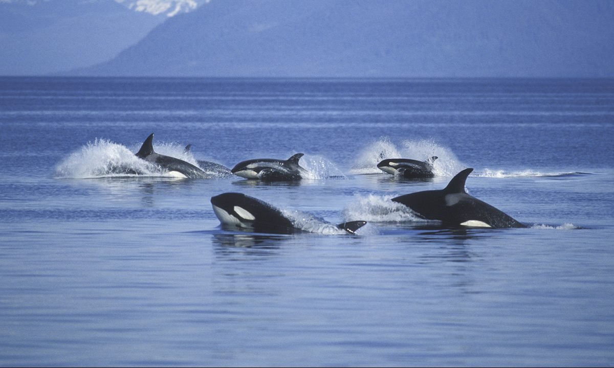 Why Are Orcas Attacking Boats?