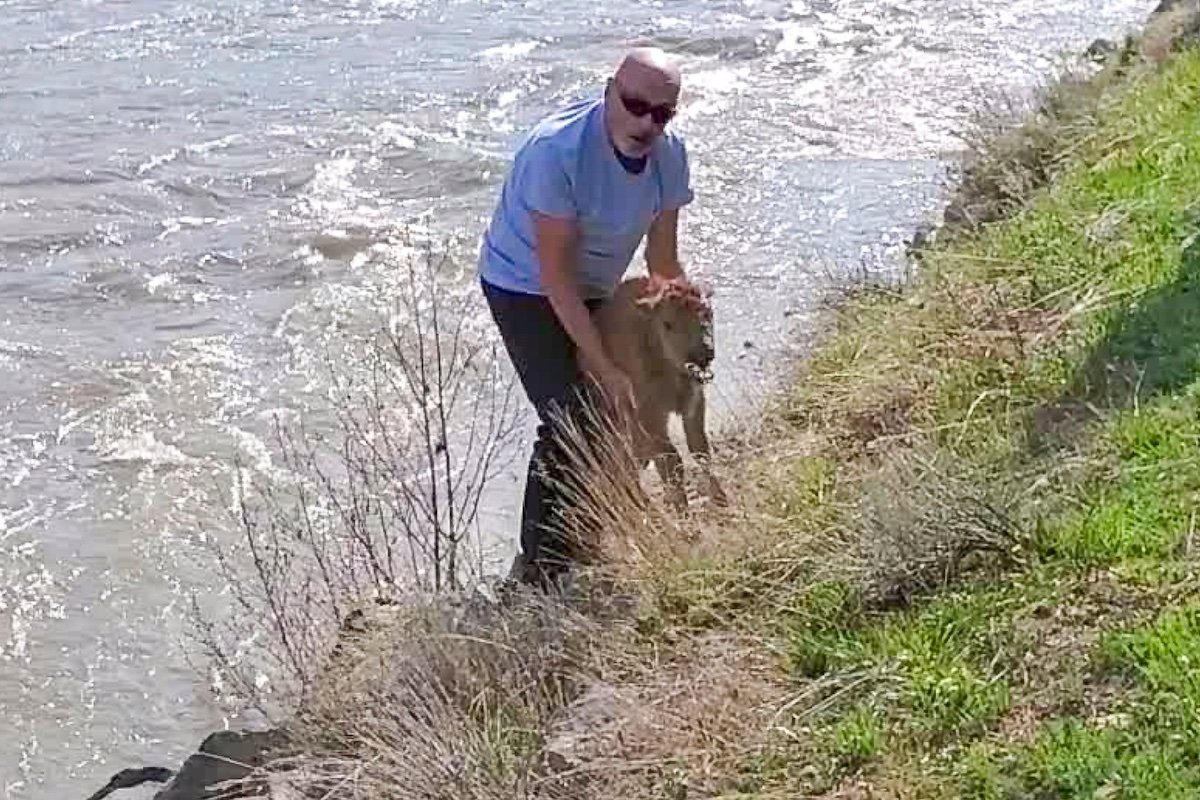 Yellowstone Police Search for Man Who ‘Intentionally Disturbed’ Bison Calf