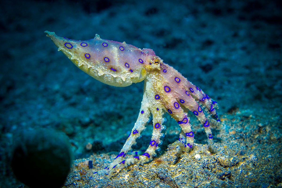 A Venomous Octopus, Fish That Look Like Toads and Other Sea Creatures To Avoid