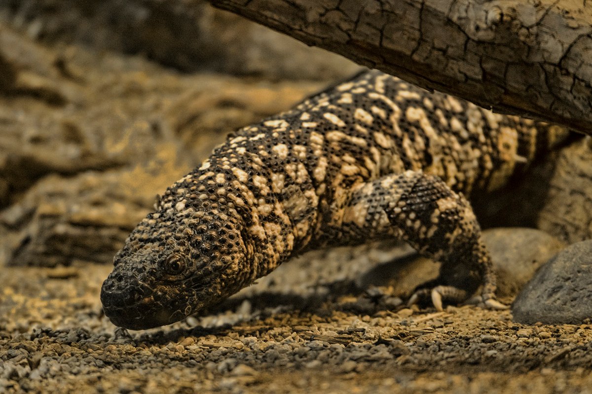 dangerous-lizards-and-reptiles